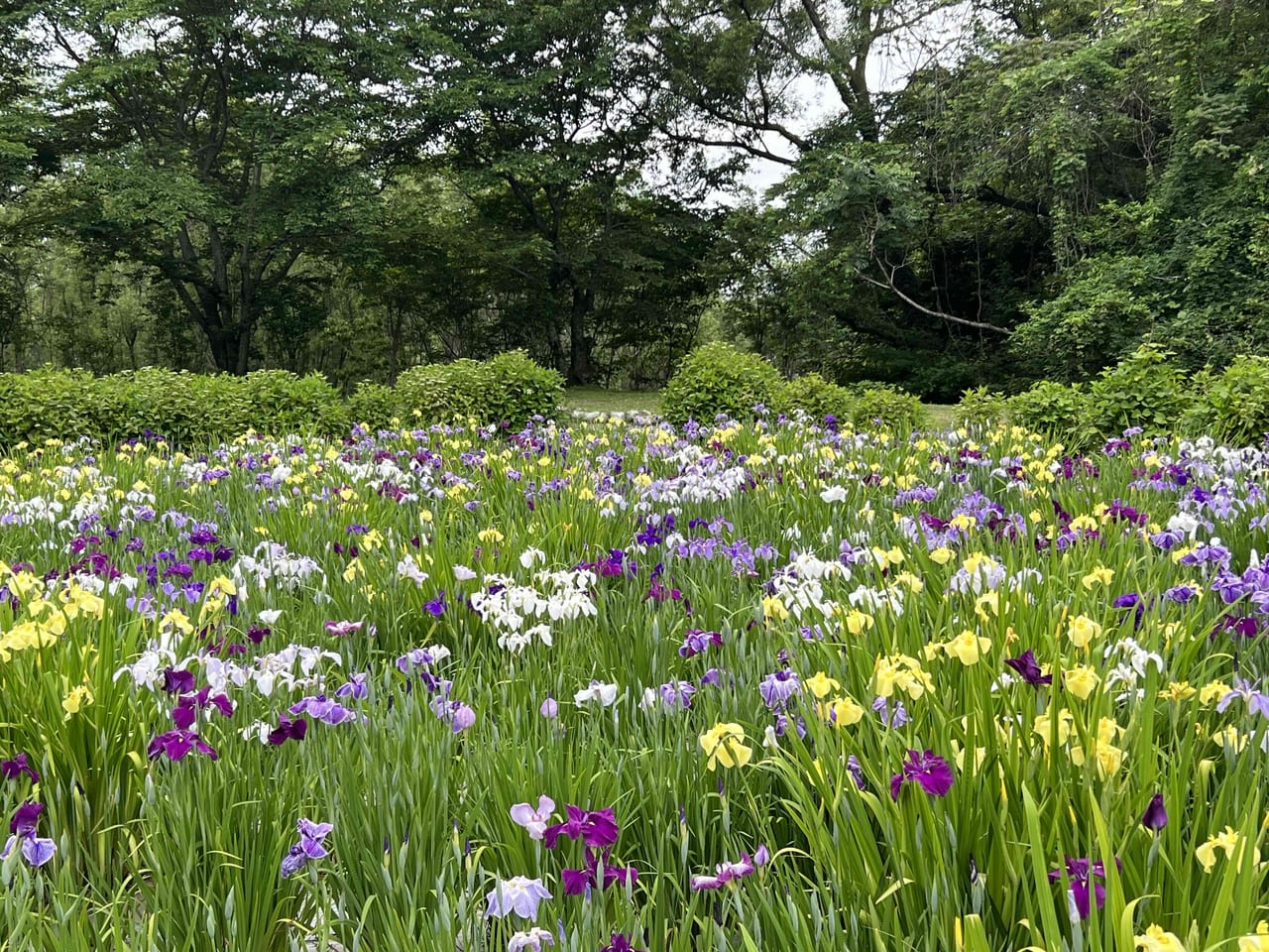 菖蒲園
