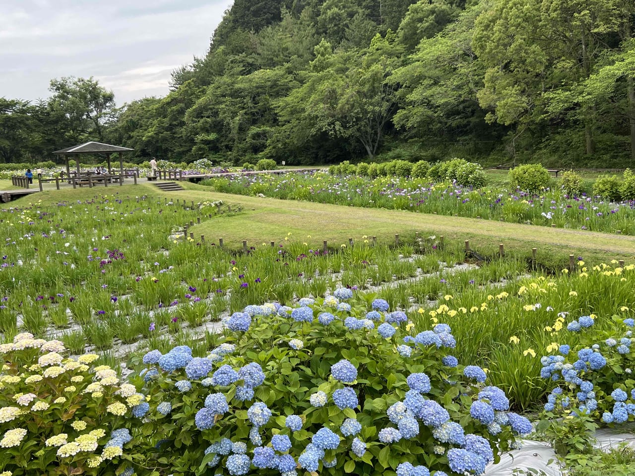 池田池菖蒲園