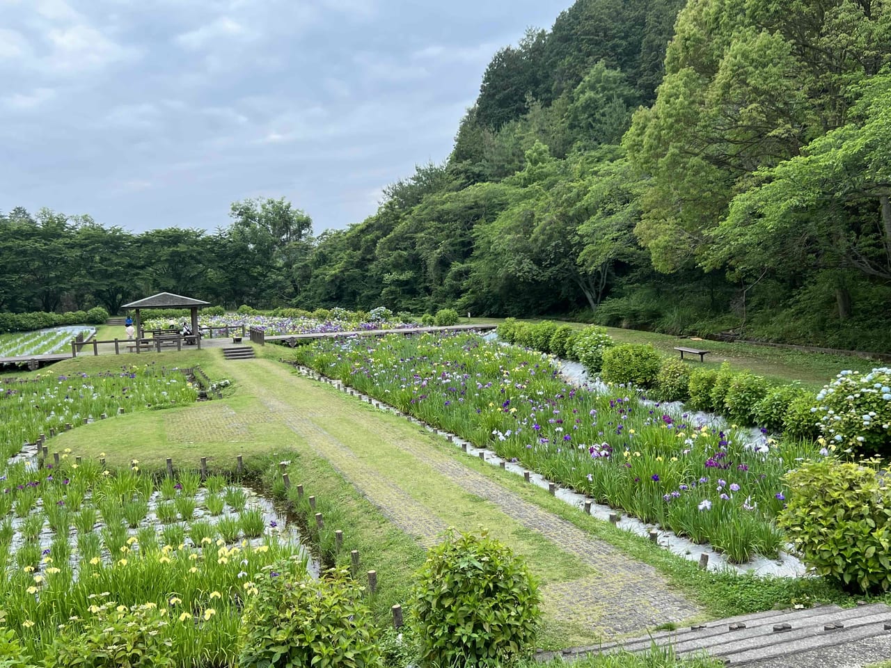菖蒲園