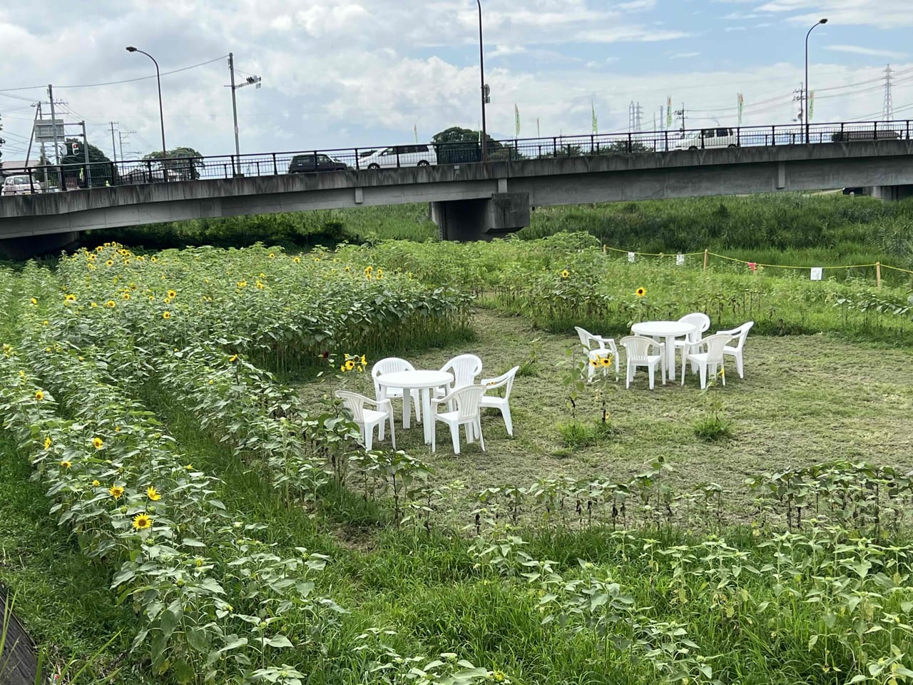 ひまわりの花