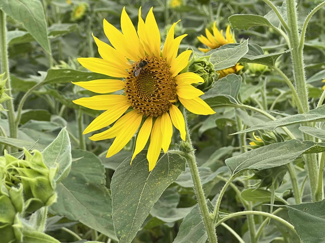 ひまわりの花