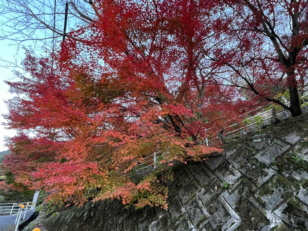 あじさいロード山田