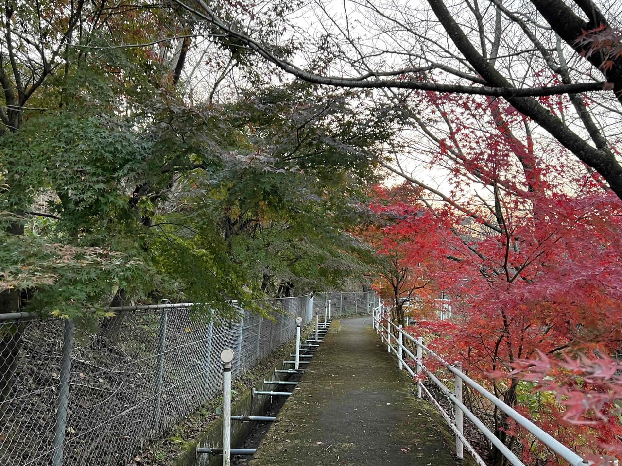 あじさいロード山田