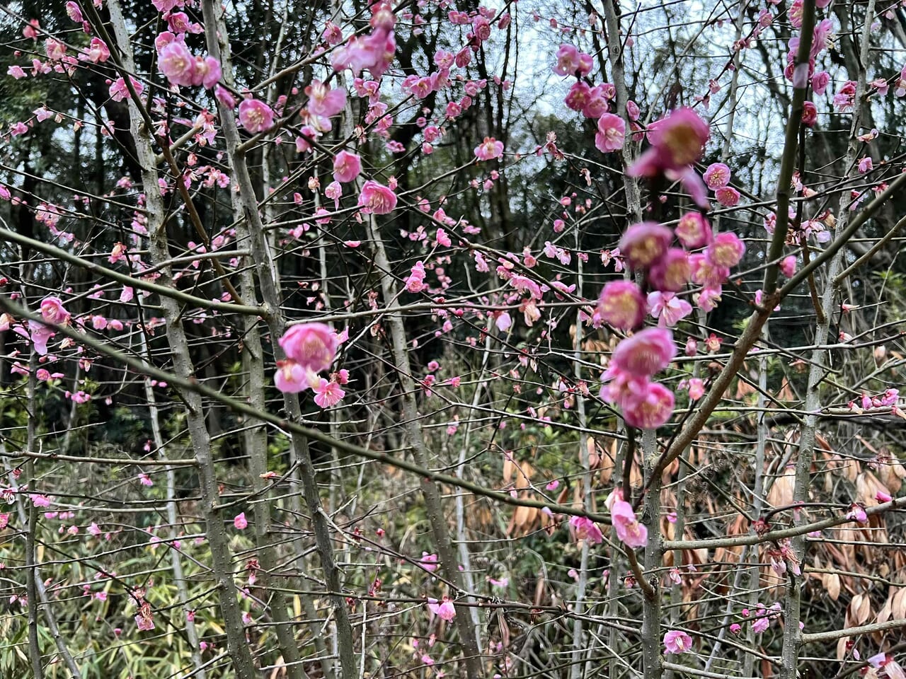 滝の宮公園