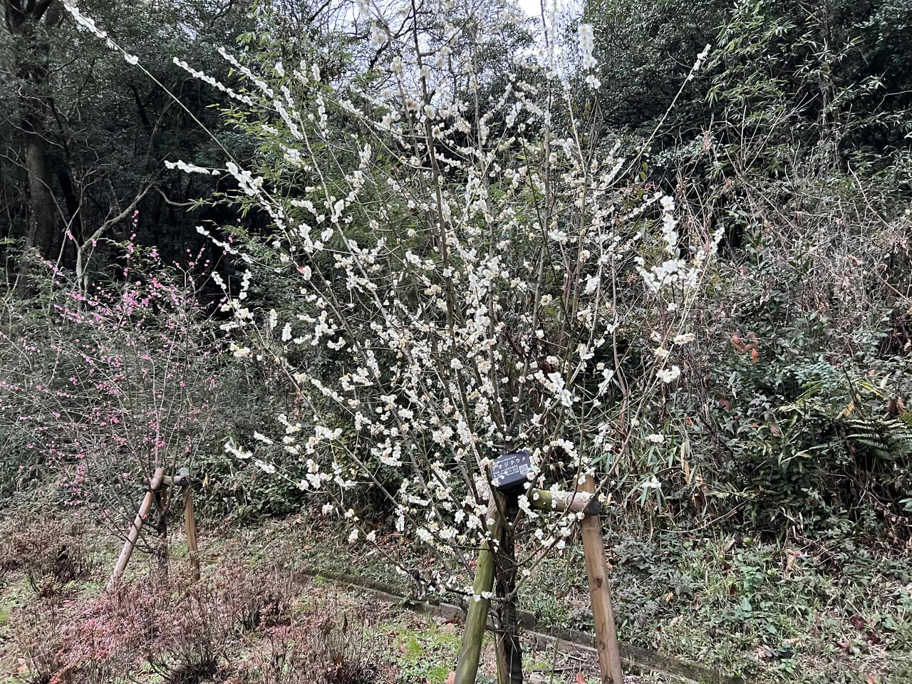 滝の宮公園