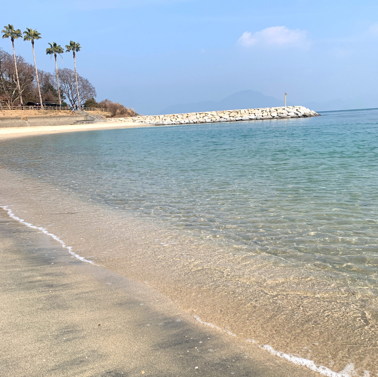 【今治市】3月2日、大角海浜公園で「なみかた河津桜まつり」が開催!