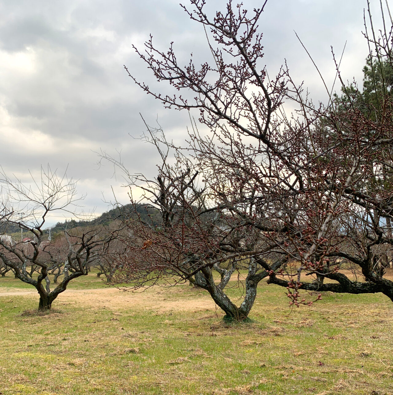 【今治市】2月23日、綱敷天満宮で毎年恒例の「観梅会」が開催予定!!