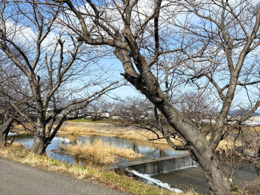 【今治市】今治市内の有名お花見スポット4つをご紹介!!(今治城・頓田川・鹿ノ子池公園・今治交通公園)