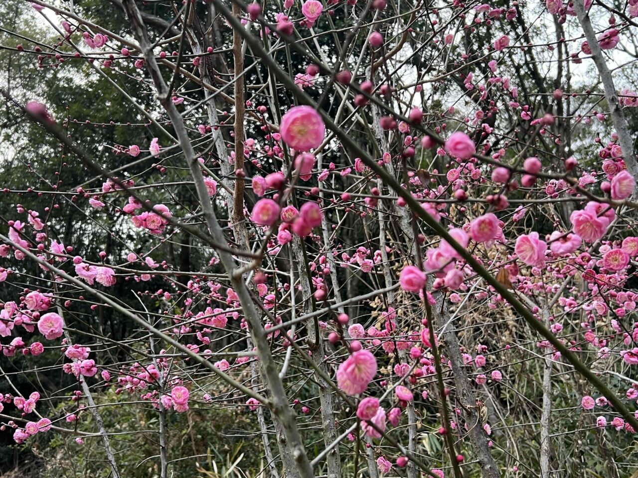 滝の宮公園