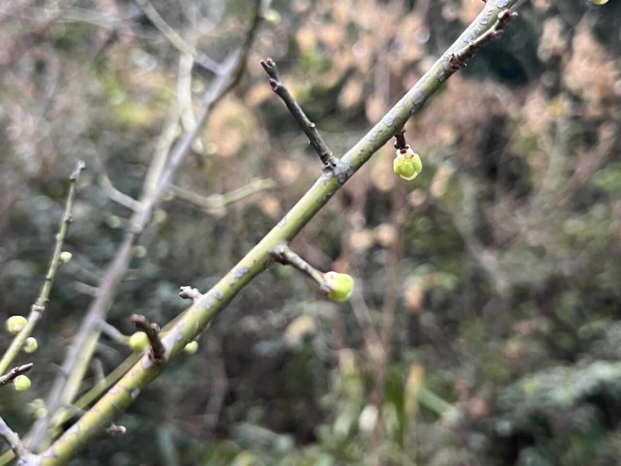 滝の宮公園