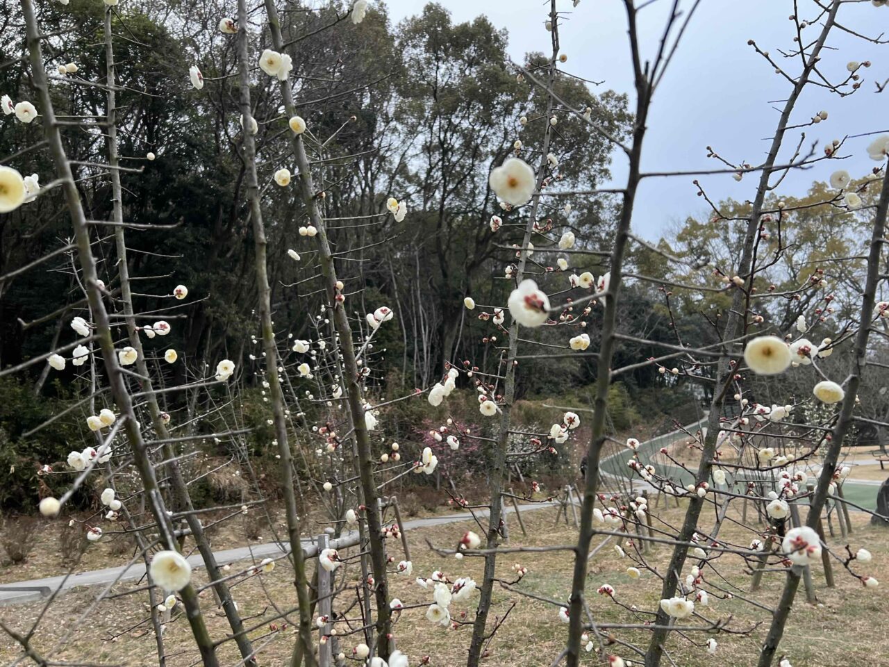 滝の宮公園