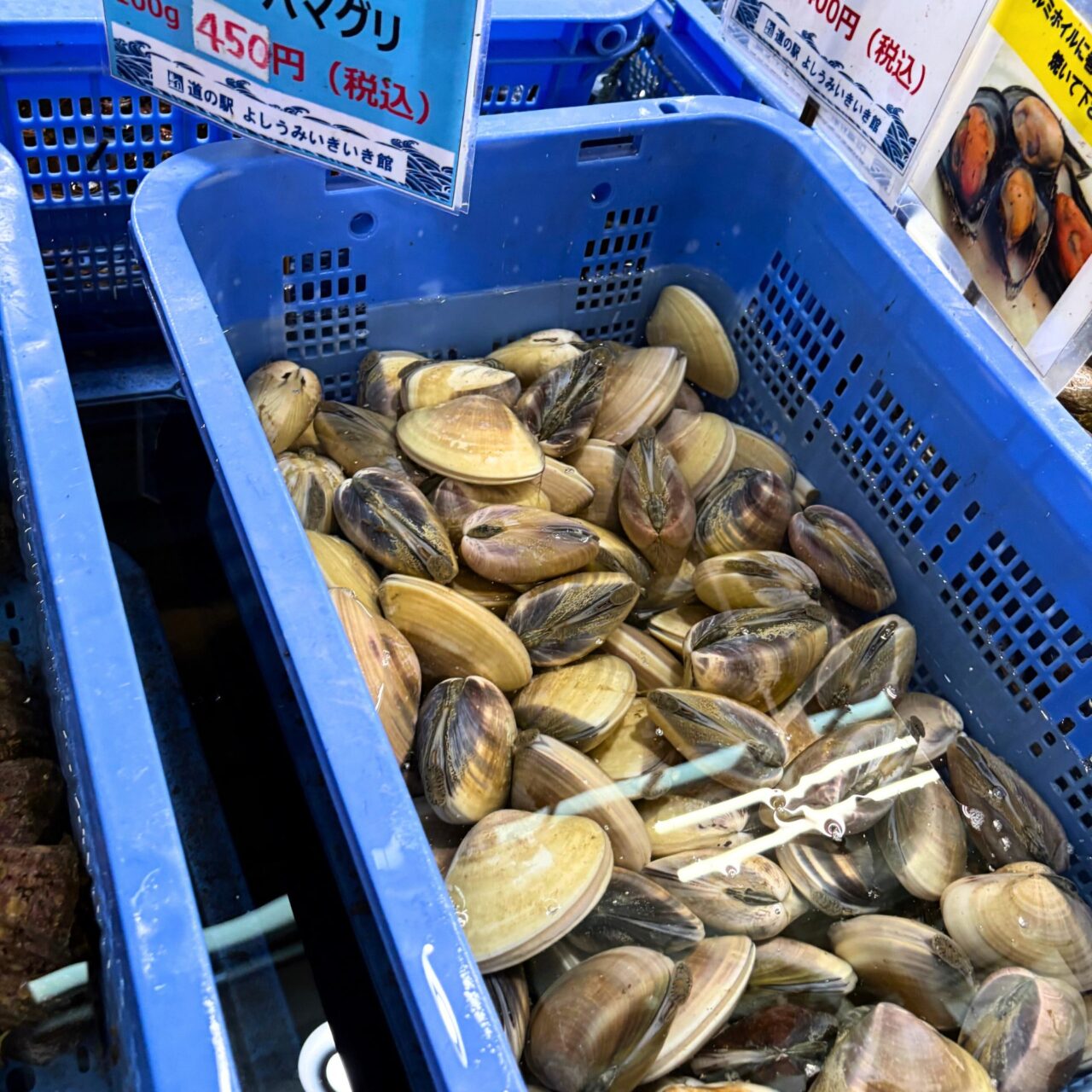 【今治市】お手軽に国産ハマグリや岩ガキで本格BBQ! 「道の駅よしうみいきいき館」の海鮮七輪BBQ
