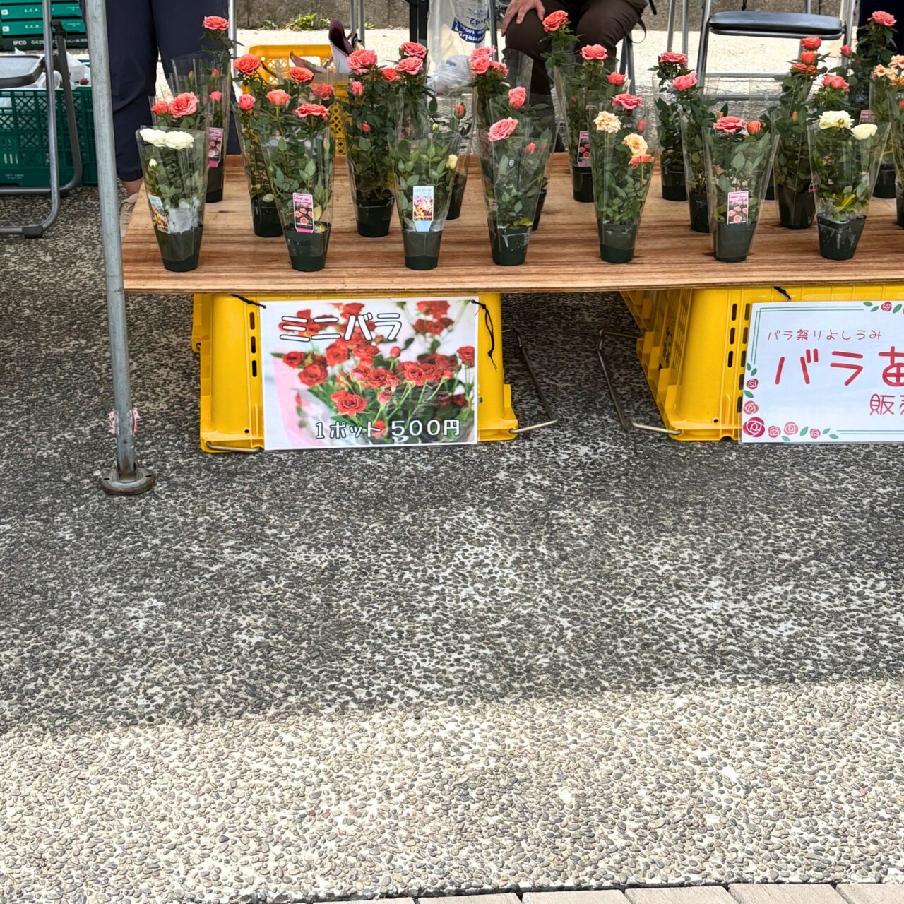 【今治市】笑顔溢れる素敵なイベント「バラ祭りよしうみ2025」に参加!
