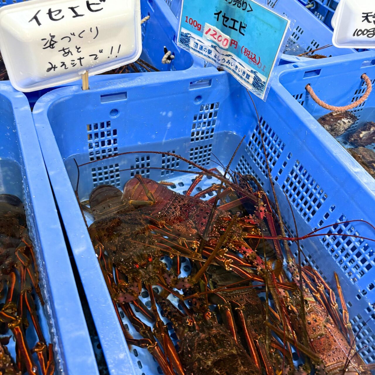 【今治市】お手軽に国産ハマグリや岩ガキで本格BBQ! 「道の駅よしうみいきいき館」の海鮮七輪BBQ