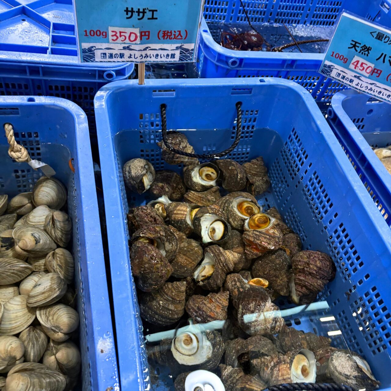 【今治市】お手軽に国産ハマグリや岩ガキで本格BBQ! 「道の駅よしうみいきいき館」の海鮮七輪BBQ