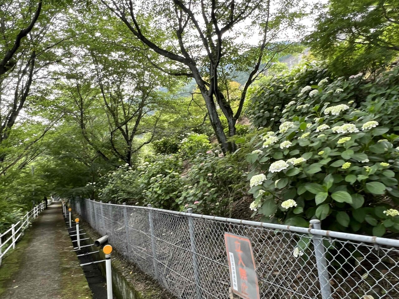 あじさい