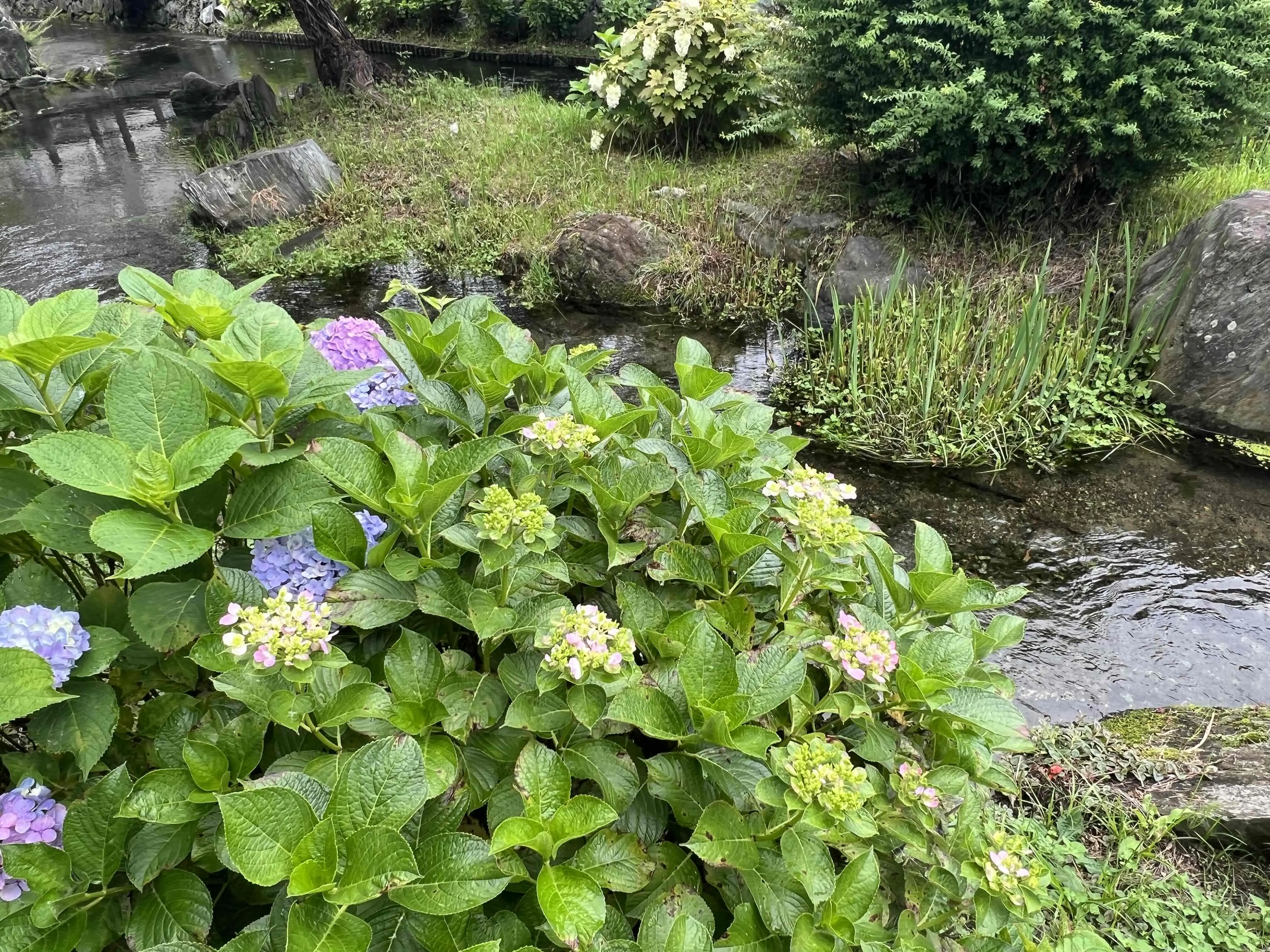 ほたるの里