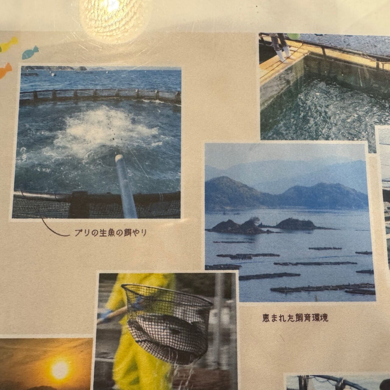 【今治市】和のburi×sushi ブリ専門店で味わう「熟成ブリの日向めし」