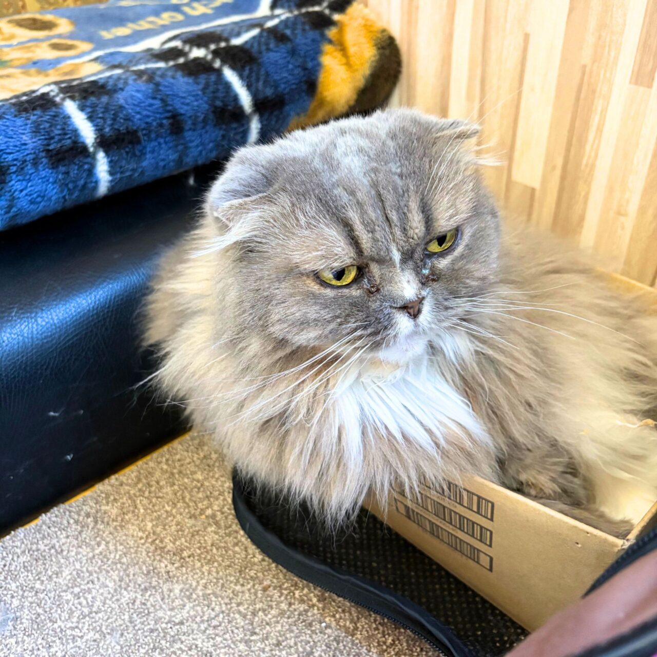 【今治市】宮下町の「Kissaten&.」では猫ちゃんと戯れる至福の時間を体験できます