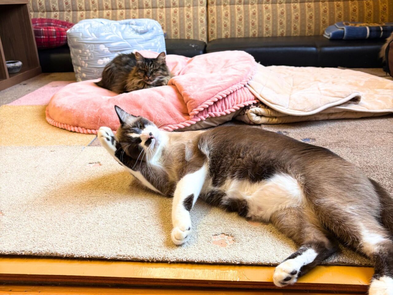 【今治市】宮下町の「Kissaten&.」では猫ちゃんと戯れる至福の時間を体験できます