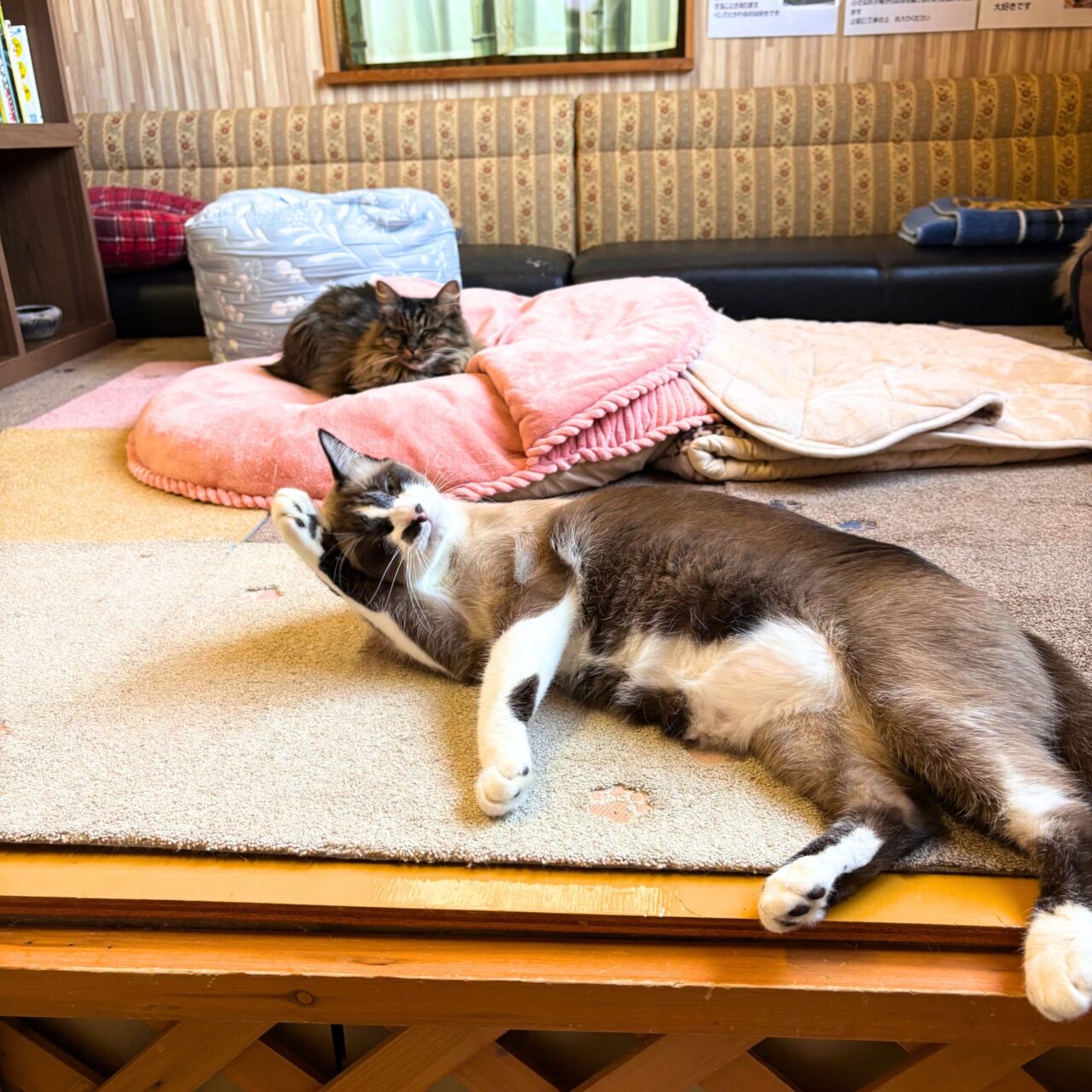 【今治市】宮下町の「Kissaten&.」では猫ちゃんと戯れる至福の時間を体験できます