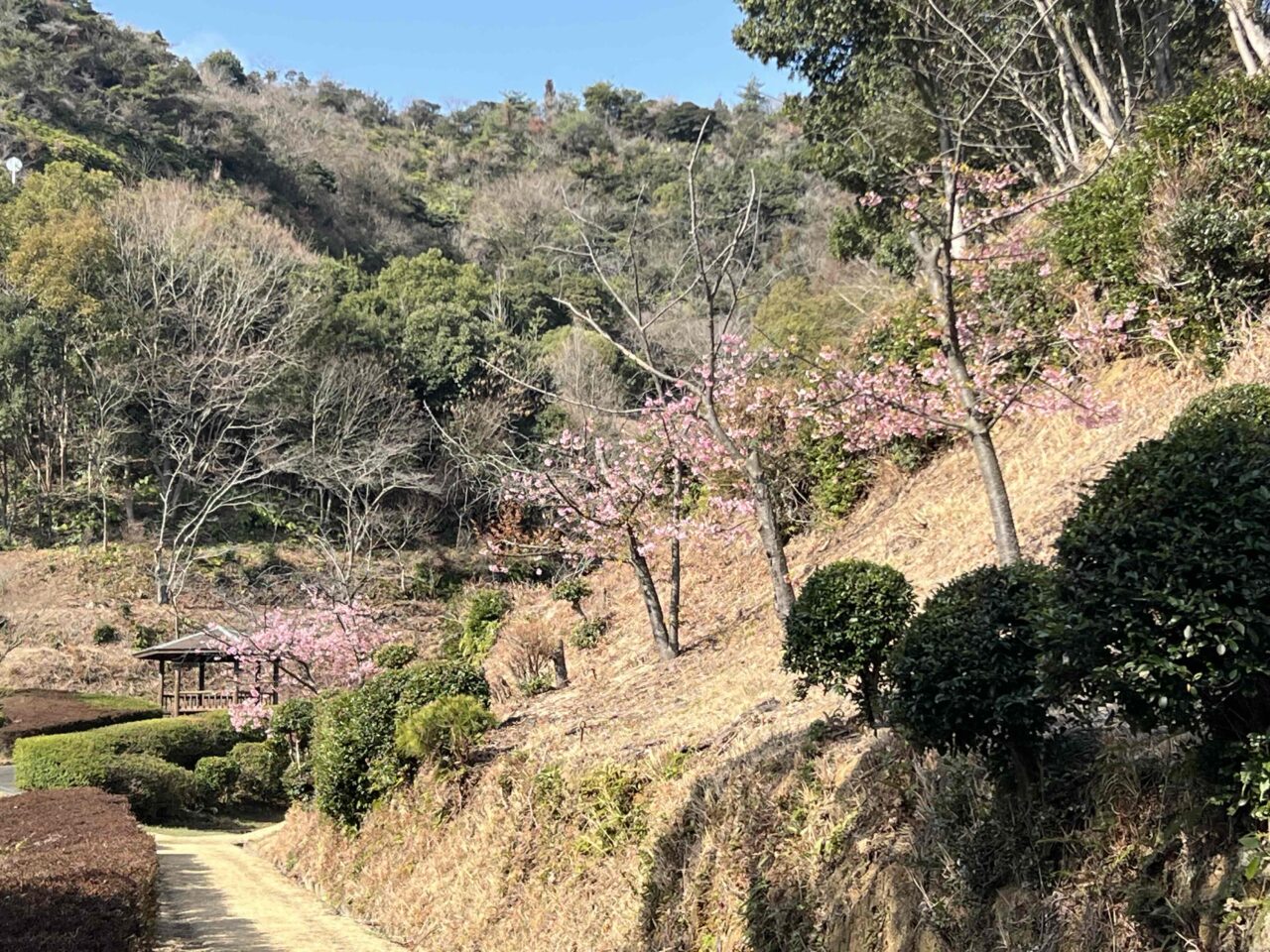 桜
