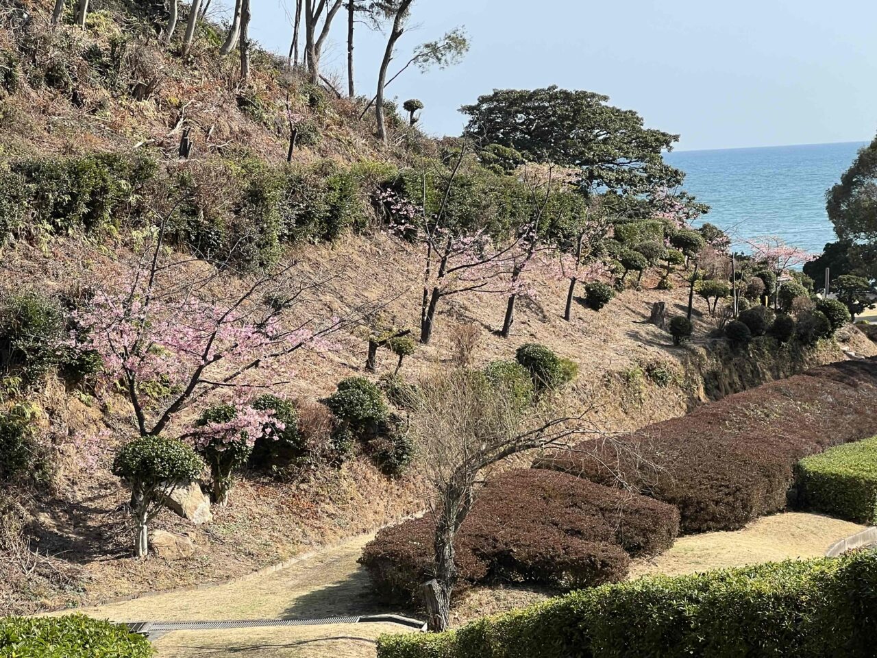 桜