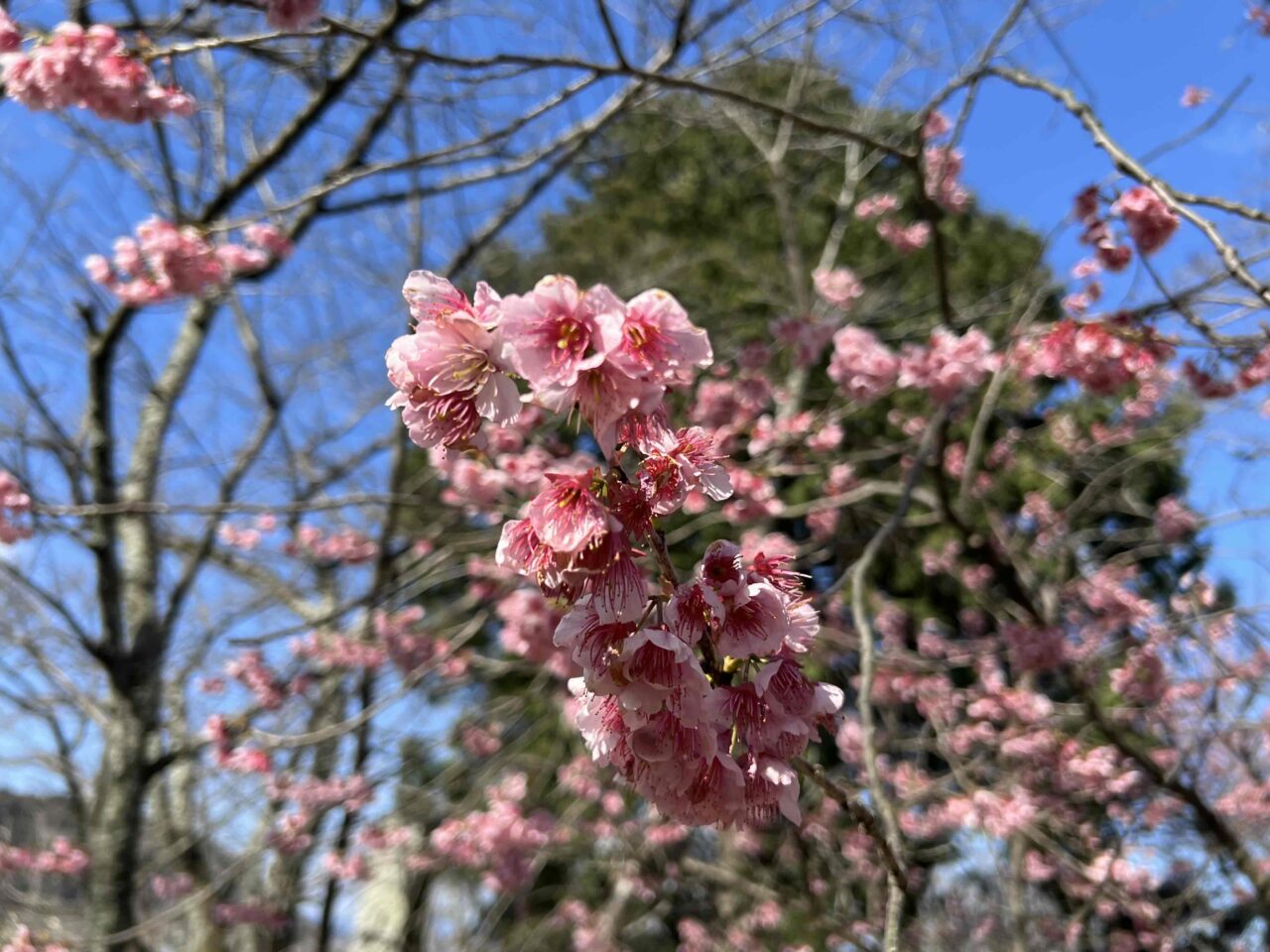 桜